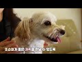 애교만점 유기견 또순이를 소개합니다 강아지 반려견 유기견 유기견입양 please be a family of abandoned dog