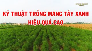 Kỹ thuật trồng măng tây xanh hiệu quả|nhà nông làm giàu