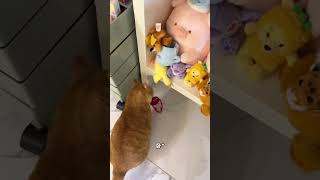 【#猫咪叫不苦】闪闪发光的是小猫的灵魂! #猫咪的迷惑行为 #好爱我的猫