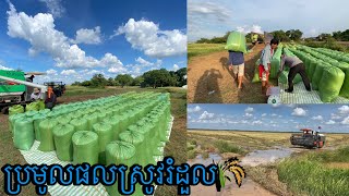 ការប្រមូលផលស្រូវរំដួលនិងលក់ទៅអោយឈ្មួញតាមស្រែថ្ងៃ 02/11/2024 នៅខេត្តព្រៃវែង #rice #harvest