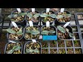 Lam Hài Bóng, Lan Hài Việt Nam Paphiopedilum vietnamense || Toán Ròm Garden