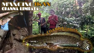 🔴BERBURU IKAN CHANNA LIMBATA DI ALIRAN HUTAN