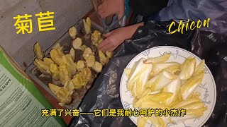 Le CHICON maison#racinesdechicons /endives/Harvest  Chicon #Chicon#菊苣 #Le CHICON