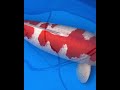 KOI JUARA KONTES KOHAKU JUMBO BULKY #KOI #KOIJUMBO