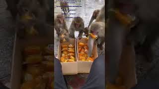 #Monkeys feeding videos #Monkey Life #monkey #MonkeyFight #FunnyMonkey #FeedingmonkeyMonkey Zone