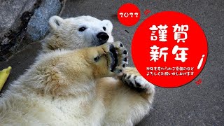 新年あけましておめでとうございます。ホッキョクグマ舎屋上からライブ配信！２