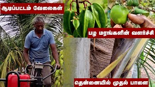 கனவுத் தோட்டம் | தென்னையில் முதல் பாளை | கோடையில் பழ மரங்களின் வளர்ச்சி | ஆடிப்பட்டம் திட்டங்கள்