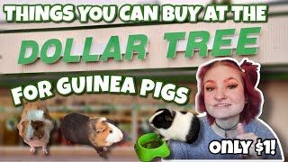 Things You Can Buy at DOLLAR TREE for Guinea Pigs🐽