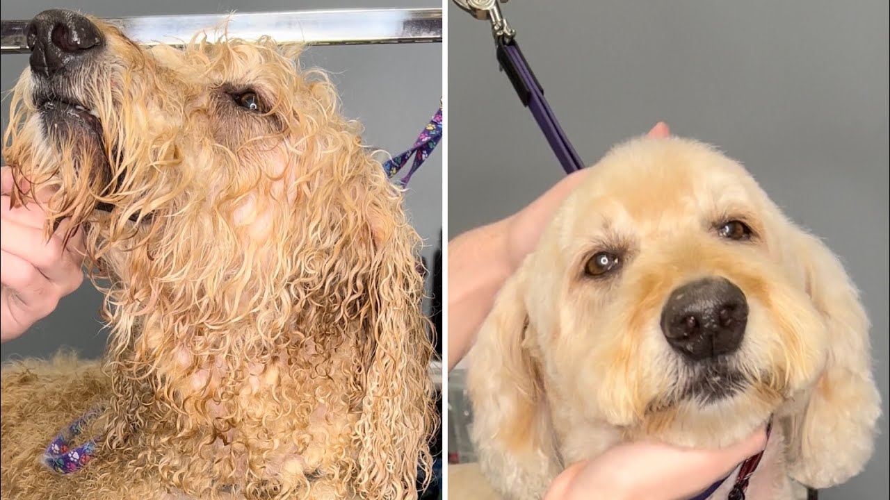 MATTED DOG MAKEOVER (insanely cute) !