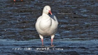 2024 11 24 25福岡市西区・今津干潟のハクガン、マガン、ヒシクイ、ジョウビタキ、ハマシギ、イソシギなど