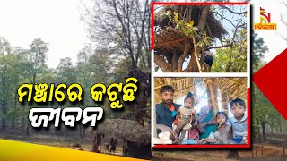 କୁଚିଣ୍ଡା: ଦିନରେ ଗଛ ମୂଳ, ଆଉ ରାତିରେ ଗଛ ଉପରେ ଜୀବନ ବିତାଉଛନ୍ତି ପୂରା ପରିବାର | NandighoshaTV