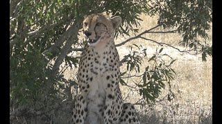 Savanna Stay@Home Safari Ep  59