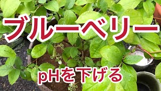 【酸性土壌を好むブルーベリー】ピートモス　鹿沼土　硫安