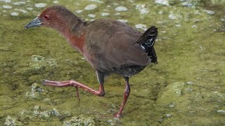 Wild RUDDY-BREASTED CRAKE, Singapore