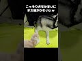 こっそり犬をかまいに来た猫がかわいい... cat dog