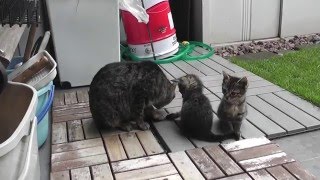 ねむしま子猫と黒ねむ子猫、母猫に甘えて寄り添う kitten and mother