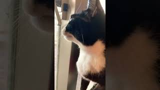 猫が鳥を見た時のリアルな反応#shorts