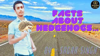 8 Facts About Hedgehogs You Should Know