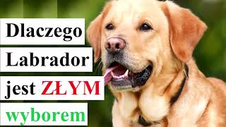 Dlaczego LABRADOR jest złym wyborem