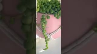 Creating hanging pot for my succulent plant