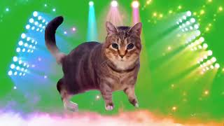 OIIAOIIA CAT but in 4K 3d movement high quality|#oiacat new remix song sound variation