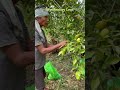 Harvesting Lime 🍋