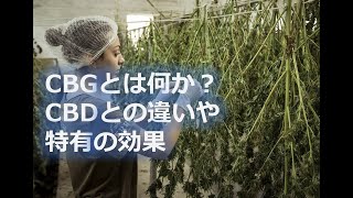 CBGとは何か？CBDとの違いや特有の効果