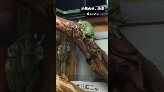 木登り昆虫を楽勝で捕まえる地元の怖い先輩😈