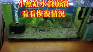 昨天小魚缸水質崩潰，看看今天的恢復情況，餵食也沒事嗎？