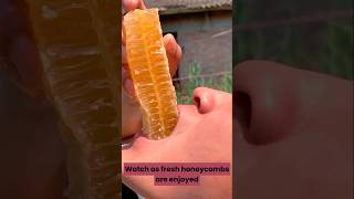 Fresh Honeycomb 🍯 Nature’s Sweetest Bite #trending #honey #shorts