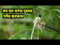 বিধবা দুধরাজ পাখির জীবন কাহিনী | Bird Story-180 | The Life Story of Indian Paradise Flycatcher