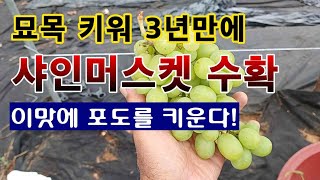 [텃밭농부 1,646]  샤인머스켓 포도묘목 심어서 3년만에 첫수확. #포도재배 #샤인머스켓재배