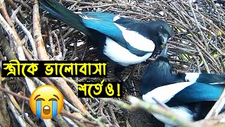 দোয়েল পাখির জীবন কাহিনী | Bird Story-17 | The Life Story Of Magpie | দোয়েল পাখির গল্প | Jactok