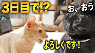 【感動】元野良猫が優し過ぎて、新入り猫が3日で慣れました。