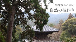 [盆栽と自然] 自然の樹ってどうできる ?  寺の樹齢 XXX年の檜から学ぶ