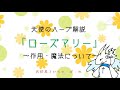 【 マスティマ 】 天使の ハーブ解説 ！ ローズマリー 【 あこゆかプロジェクト 】