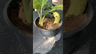 Banana tree how to gorw  #plantingtips #bananatree  #agriculture