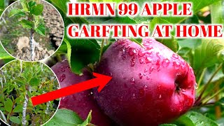 HRMN 99 APPLE GARFTING AT HOME || hrmn 99 apple garfting proses || hrmn 99 apple kaise garfting Kara