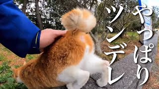 【甘えん坊猫？】とぼとぼと近寄ってきて甘えるも直ぐに猫っぽさを発揮する猫さん