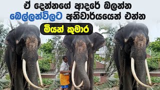 ඒ දෙන්නගේ ආදරේ බලන්න බෙල්ලන්විලට අනිවාර්යයෙන් එන්න  ❤\