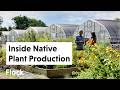 How 500+ NATIVE PLANTS Are Tested, Grown, and Chosen — Ep. 355