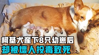 柯基犬產下8隻小奶狗後，被壞人惡意投毒致死，8隻小狗崽怎麼辦？