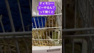 ティモシーどーやるん？って聞くと…？　#デグー #ペット #小動物