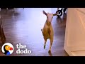 2-Legged Goat Runs Around Like A Toddler On Her Back Legs | The Dodo