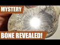 Fossil hunt and mystery bone prep: Cretaceous critter adventure