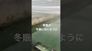 【すっぽん養殖】まるでお風呂