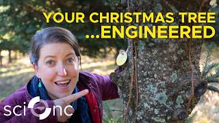 What makes a perfect Christmas tree?