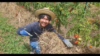 草マルチを少しでも楽にしたいと思っています🌱実践している幾つかの方法をご紹介します🌈【自然栽培　自然農　無農薬栽培　家庭菜園　野菜畑】