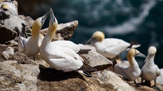 Gannets (Saltee Islands)