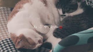 ねこやすみ